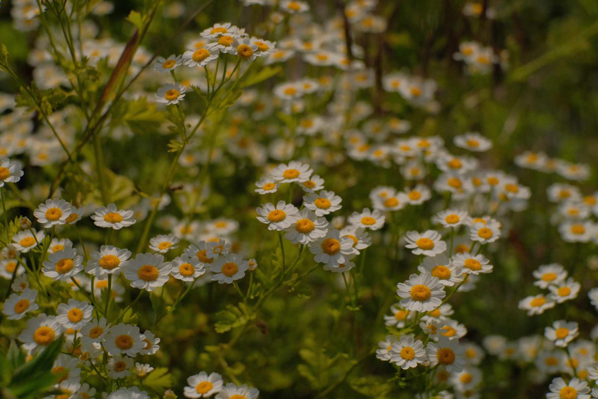 Yellow and white flowers
